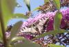 Papilio machaon